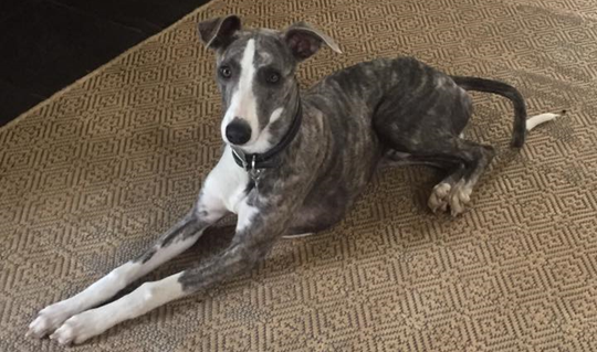 Owners offer £600 to find 10-month old missing whippet