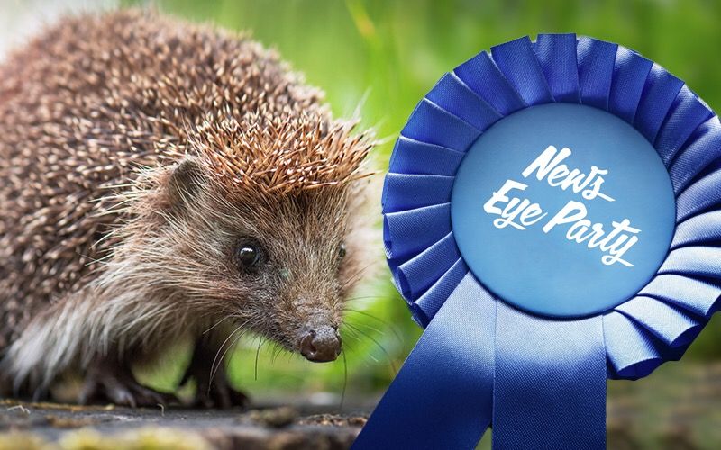 NEWS EYE: Brian the Hedgehog's party becomes a 'movement'