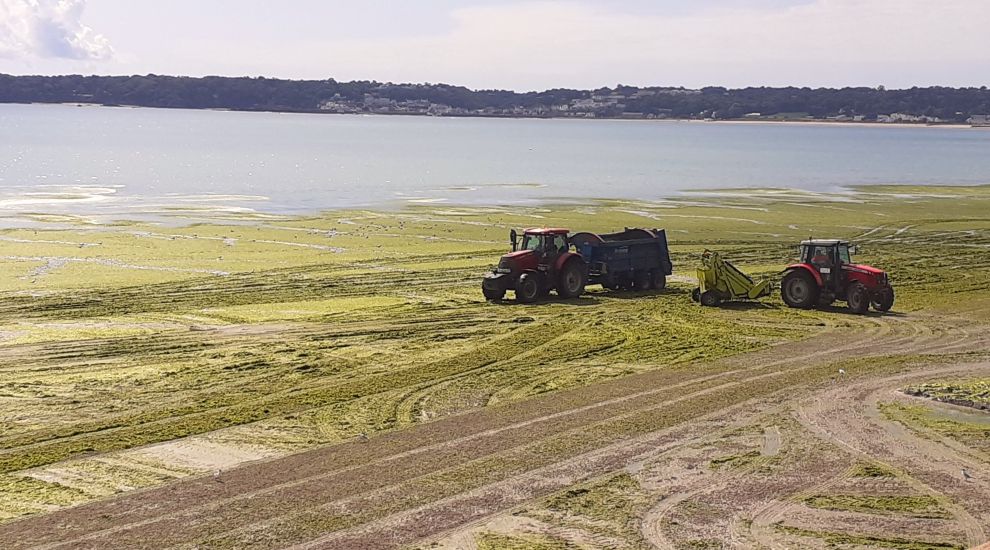 Almost 5,500 tonnes of St. Aubin's sea lettuce sent to farms this year