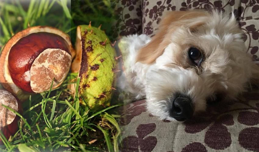 Basil’s brush with toxic conkers sparks dog warning