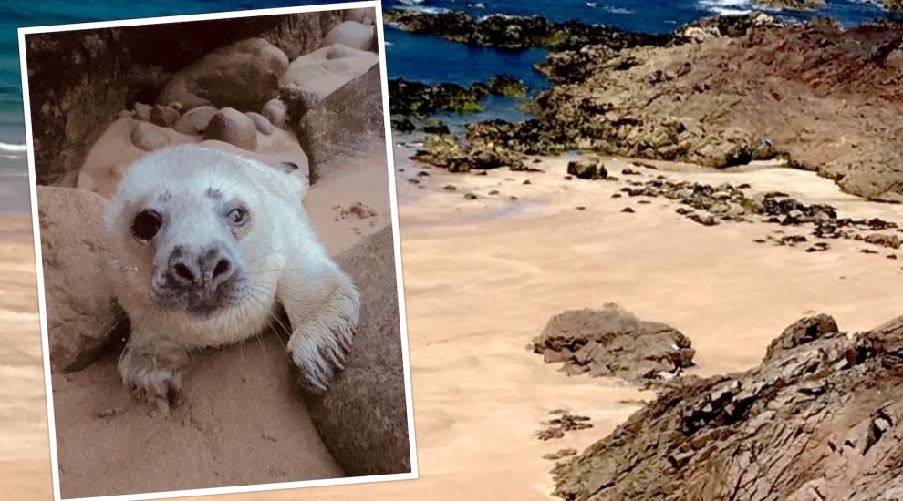 WATCH: Newborn seal pup rescued at Plémont