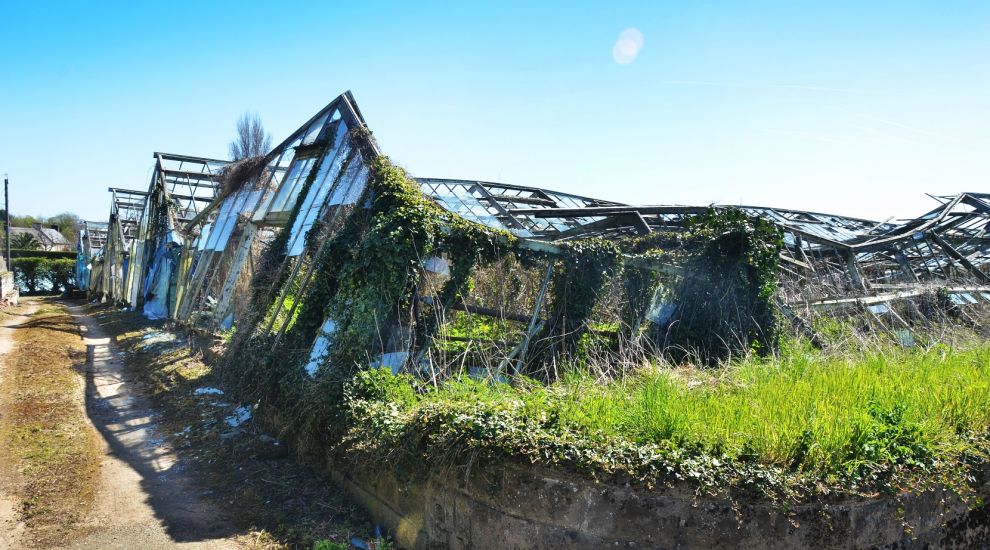 EXPLAINED: Could derelict glasshouse sites become homes?