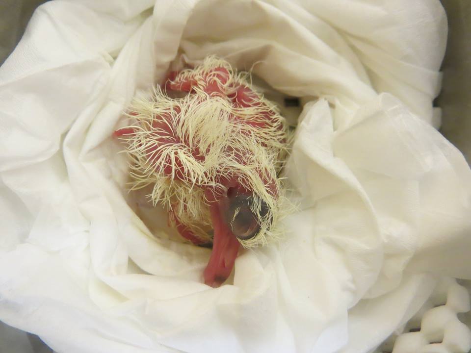 Squab.jpg