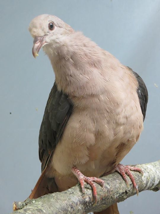 pink_pigeon.jpg