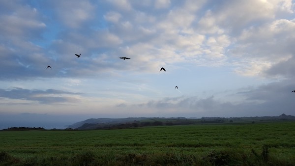 choughs_at_Crabbe_4.jpg