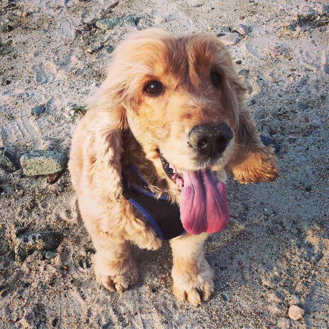 kate mccallum cake fm dog beach