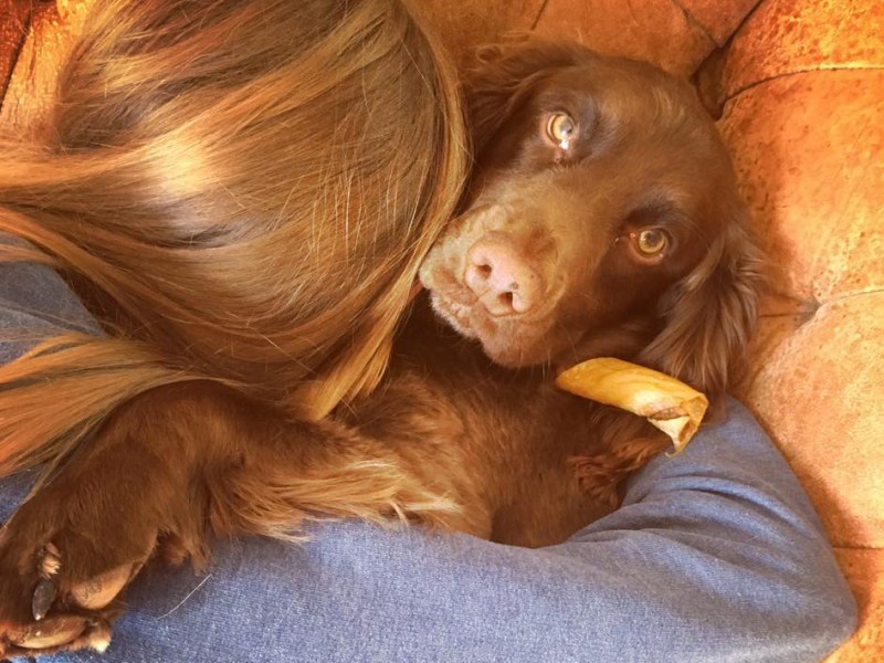 Bailey dog gronez missing