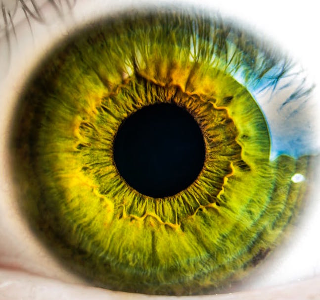anatomy biology eye human seeing iris experiment organ donor security retina