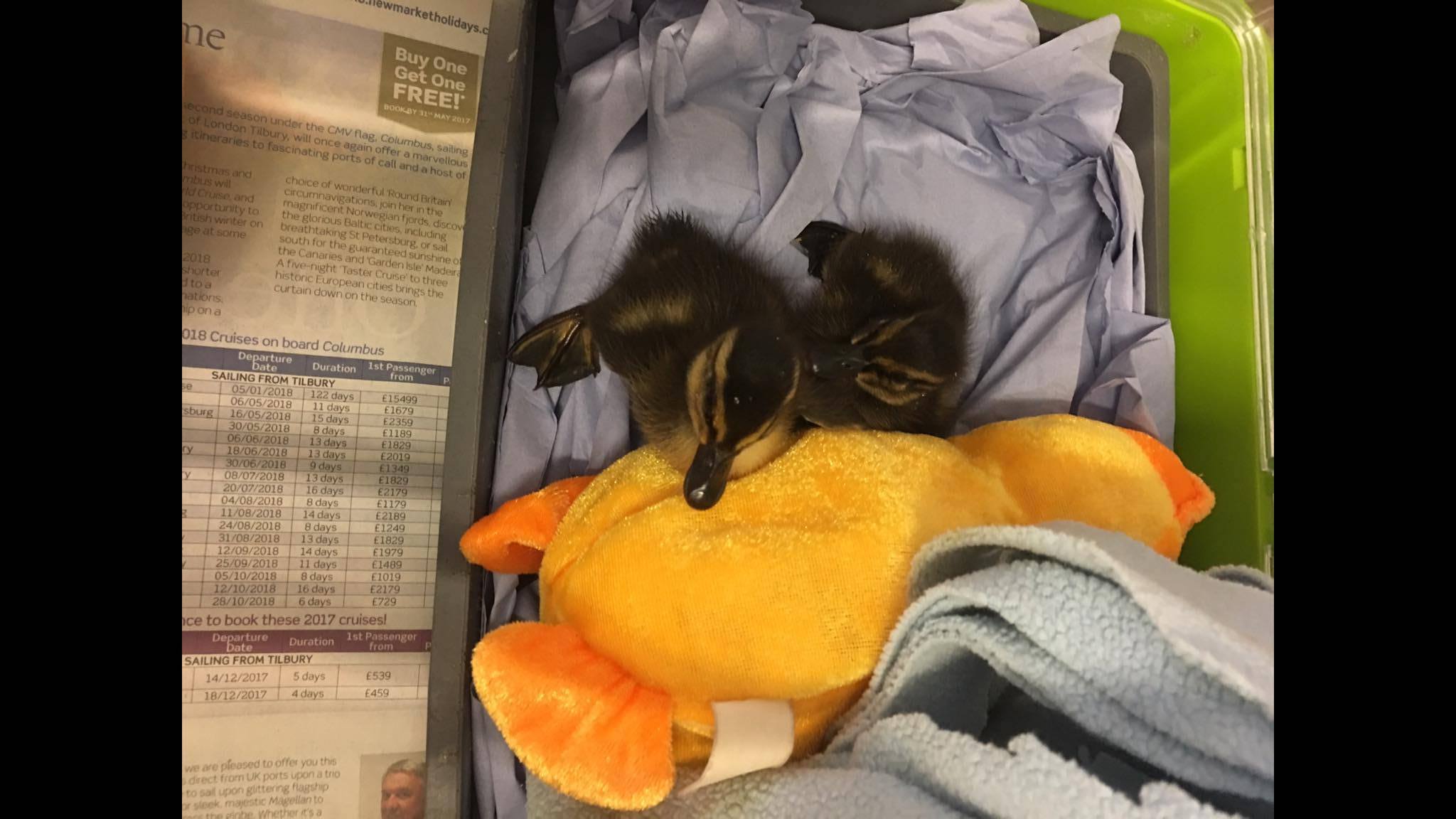 Ducklings Beauport