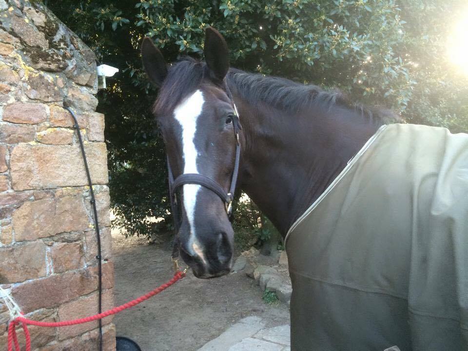 horse Rescue Brad