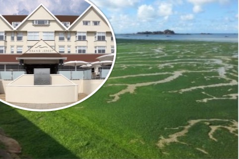 sea lettuce conference grand jersey