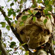 Asian_Hornet_nest.jpg