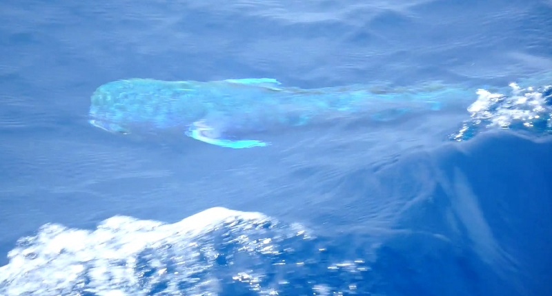 Dorado Phil Sharp Tjv