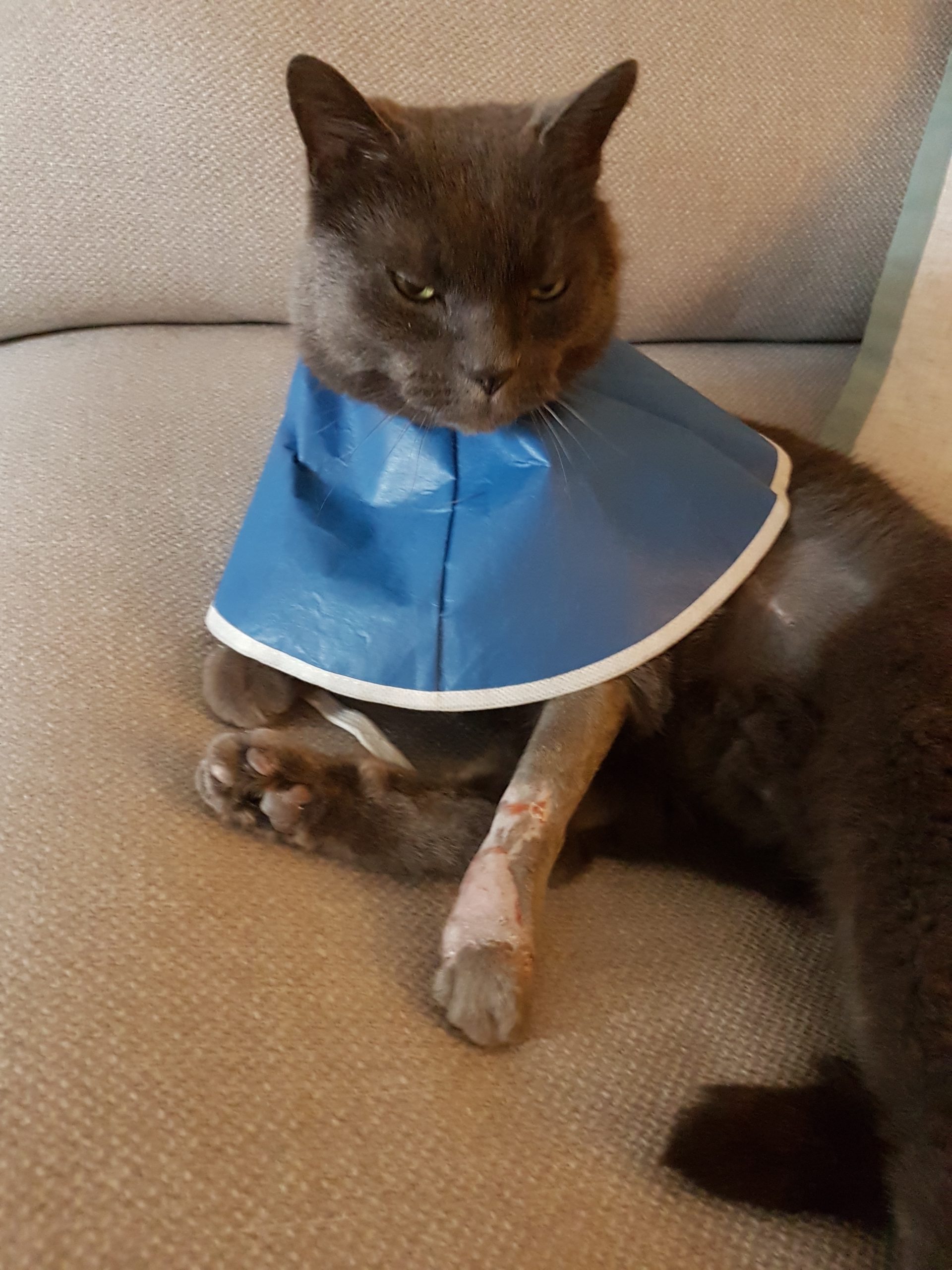 monty Cat hit and run