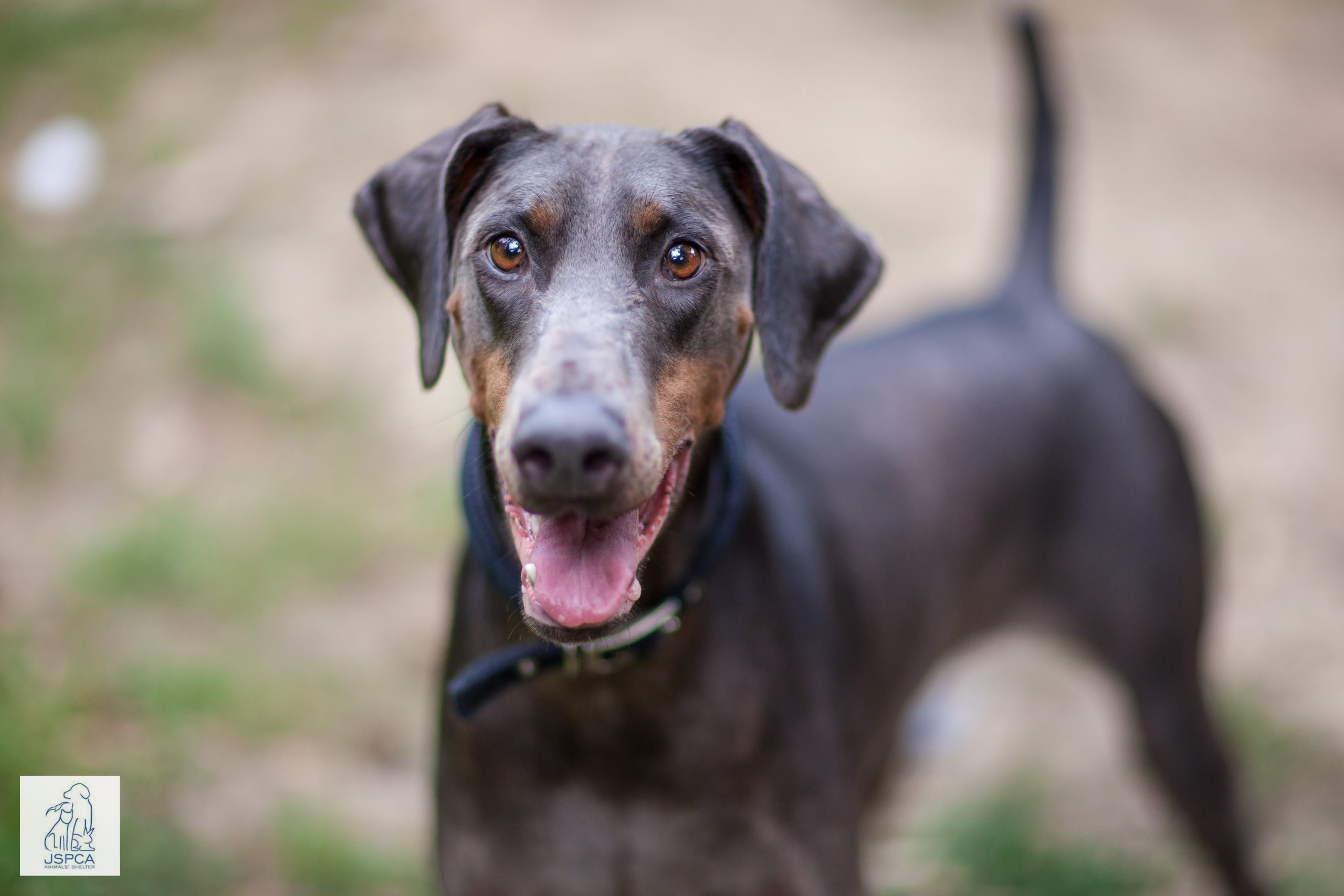 Ariel doberman jspca