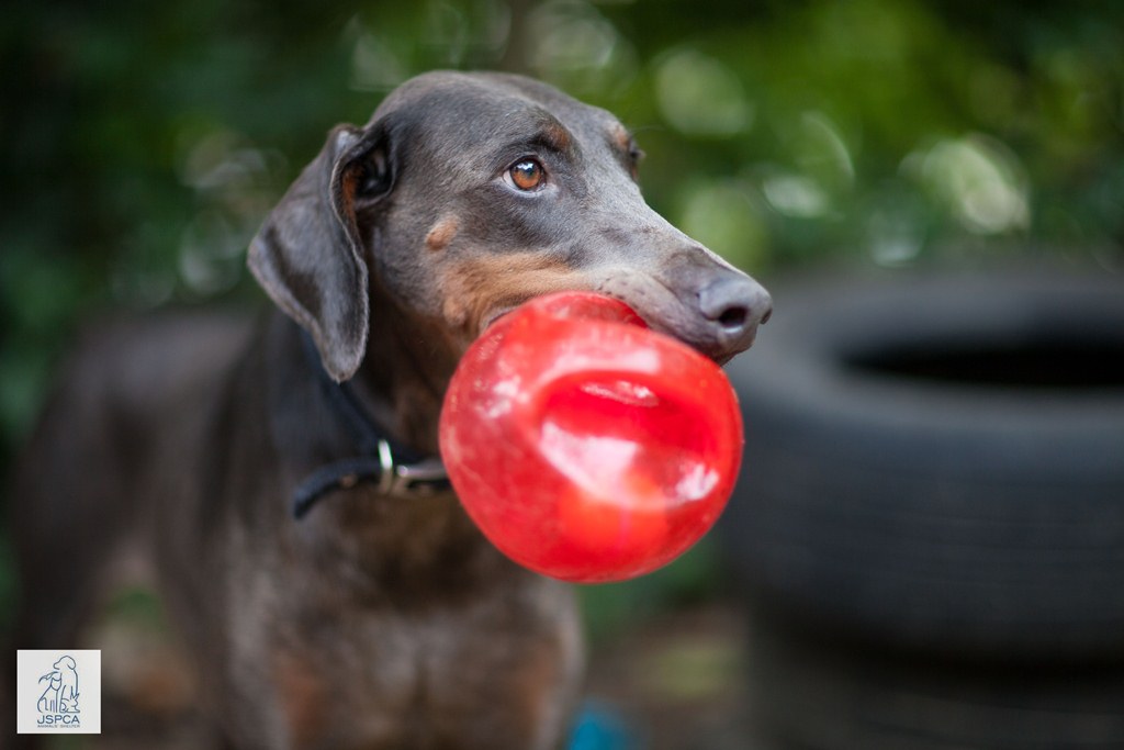 Ariel doberman jspca