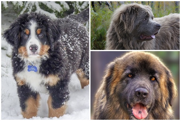 giant dogs christmas
