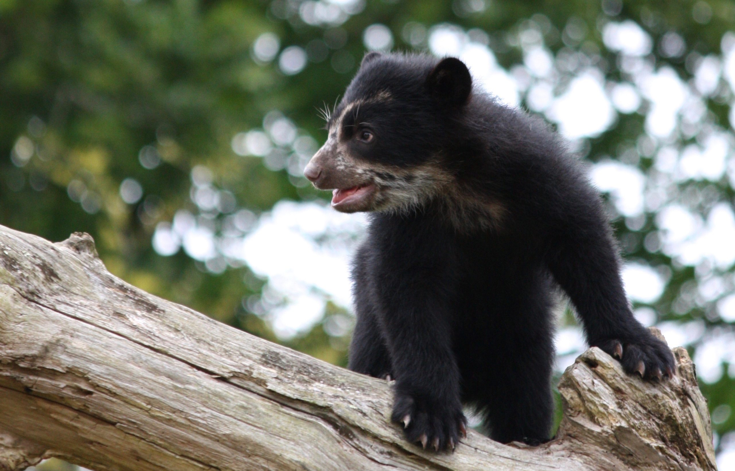 Bear cub Jersey zoo