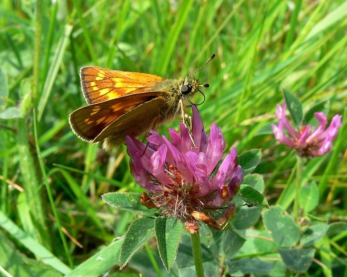butterflies