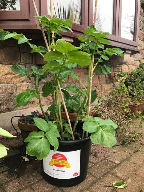 Genuine Jersey Potato Growing Competition