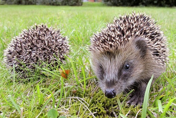 hedgehog_3.jpg