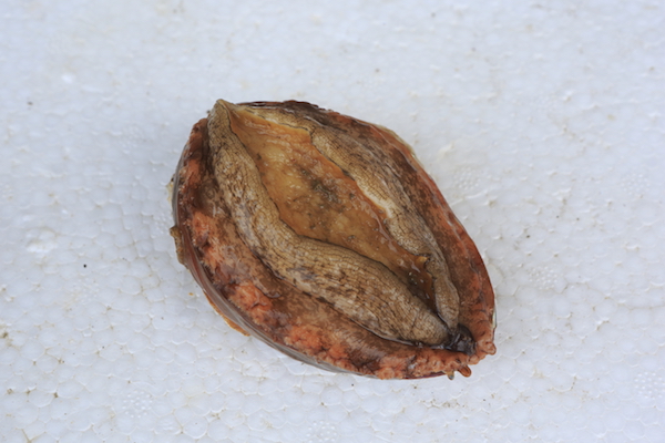 ormer not from Guernsey