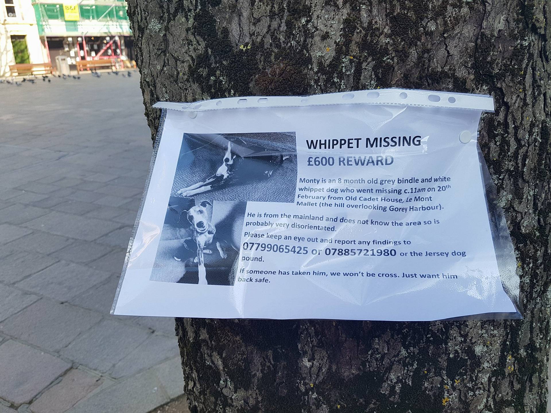 Monty Missing Dog