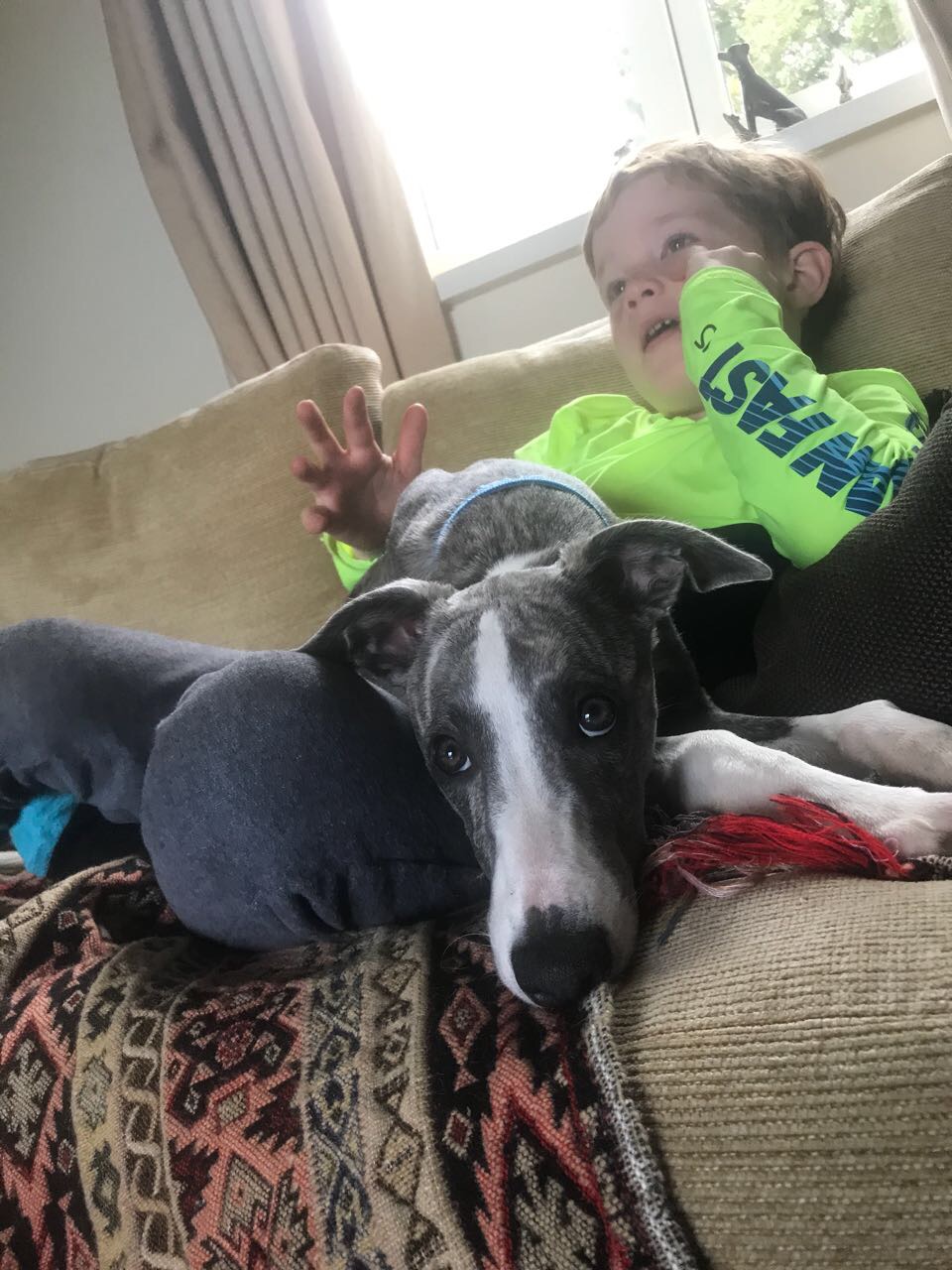 monty Missing dog