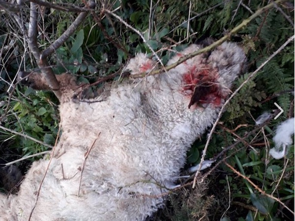 injured sheep