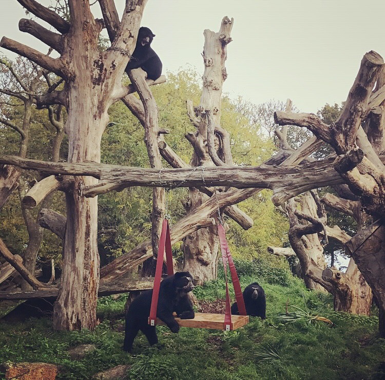 andean_bears_bahia_quechua_jersey_zoo_durrell_-_Rosalind_Kipps.png