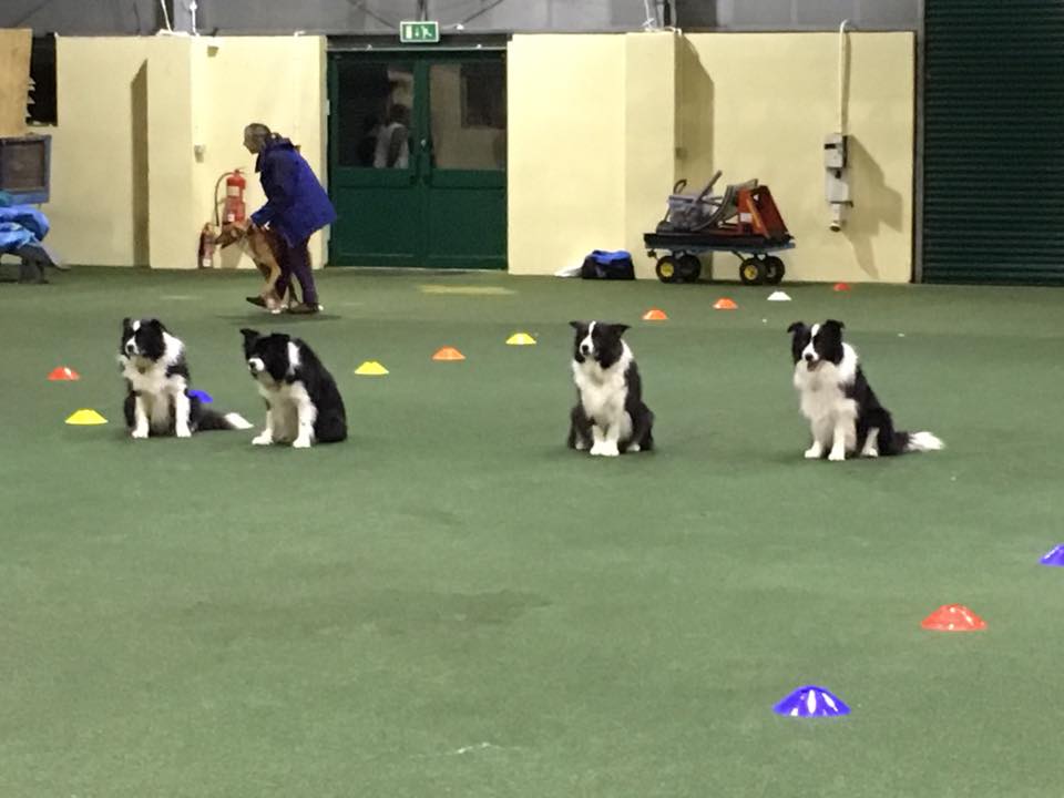 15965862_10202760680213363_9084292423146467088_n