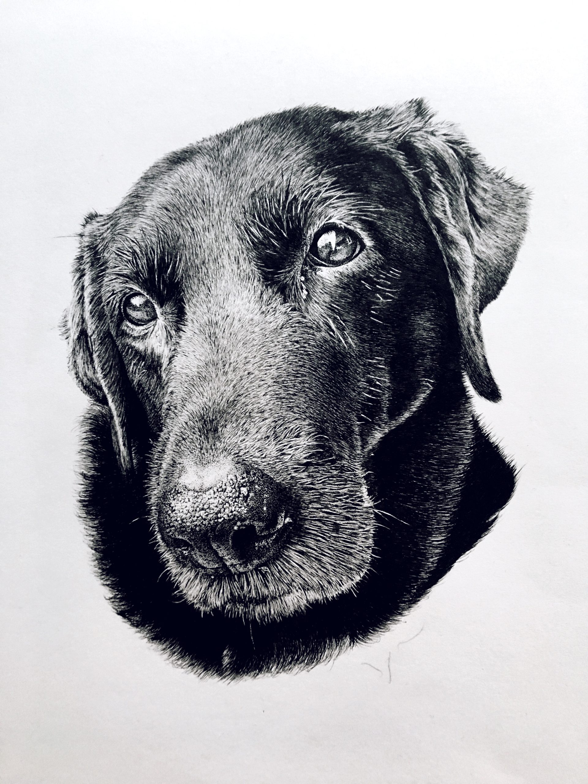 Abi Overland Dog drawing