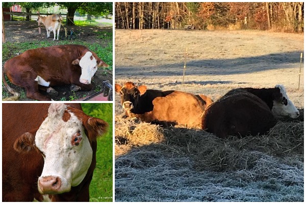 seeing eye cow