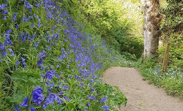 Bluebell_woods.jpg