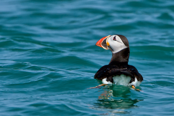 LargePuffin_PHillion.jpg
