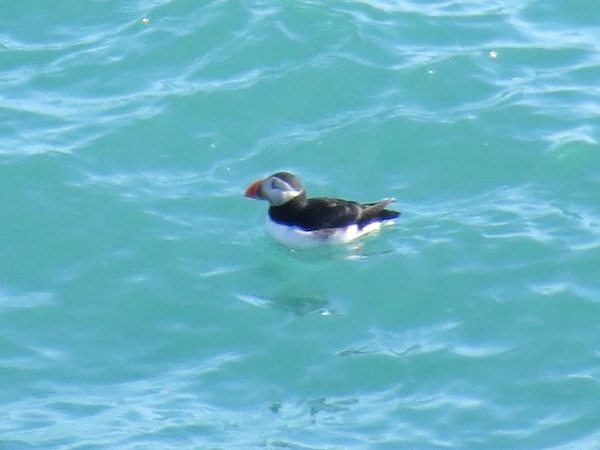Puffin_herm.jpg