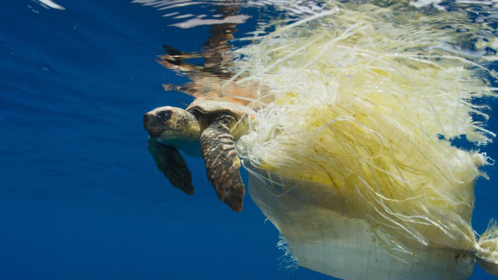 Blue Planet Turtle