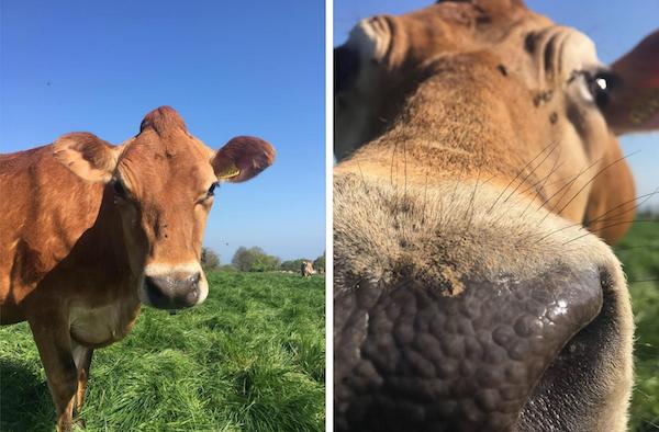 jersey cow La Ferme Farm Tom Perchard