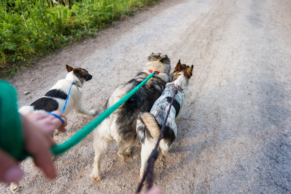shutterstock dog walking