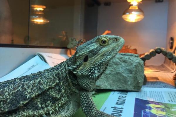 gspca bearded dragon