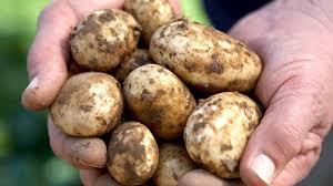 Jersey Royals