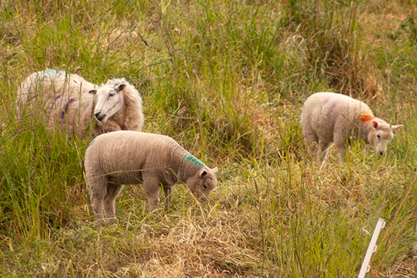 sheep2.jpg