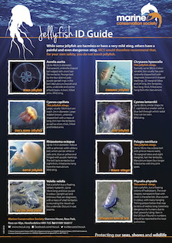 Jellyguidepdf.png