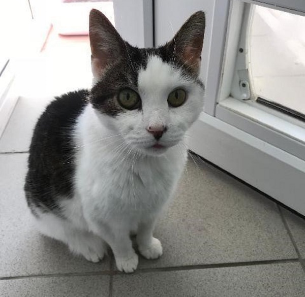 Senior_cat_evenin_-_Jingles_the_cat_GSPCA.jpg