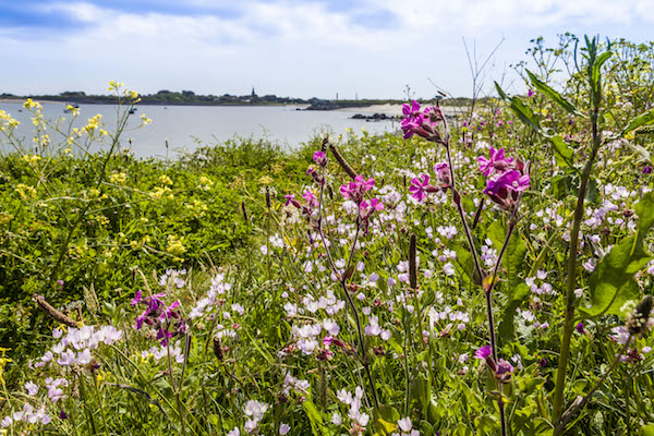 Guernsey wild flowers