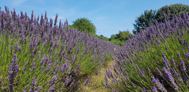 Jersey Lavender