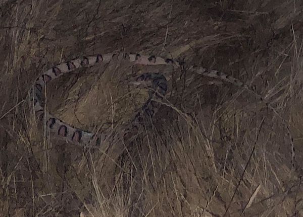 Snake.jpg