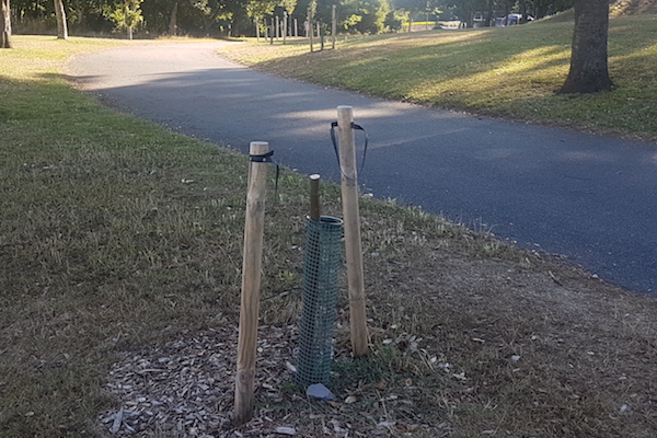 Delancey Park trees vandalism