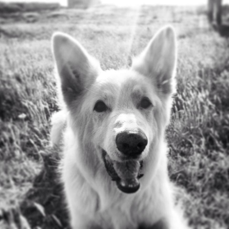 Oscar Jersey Dog Forum