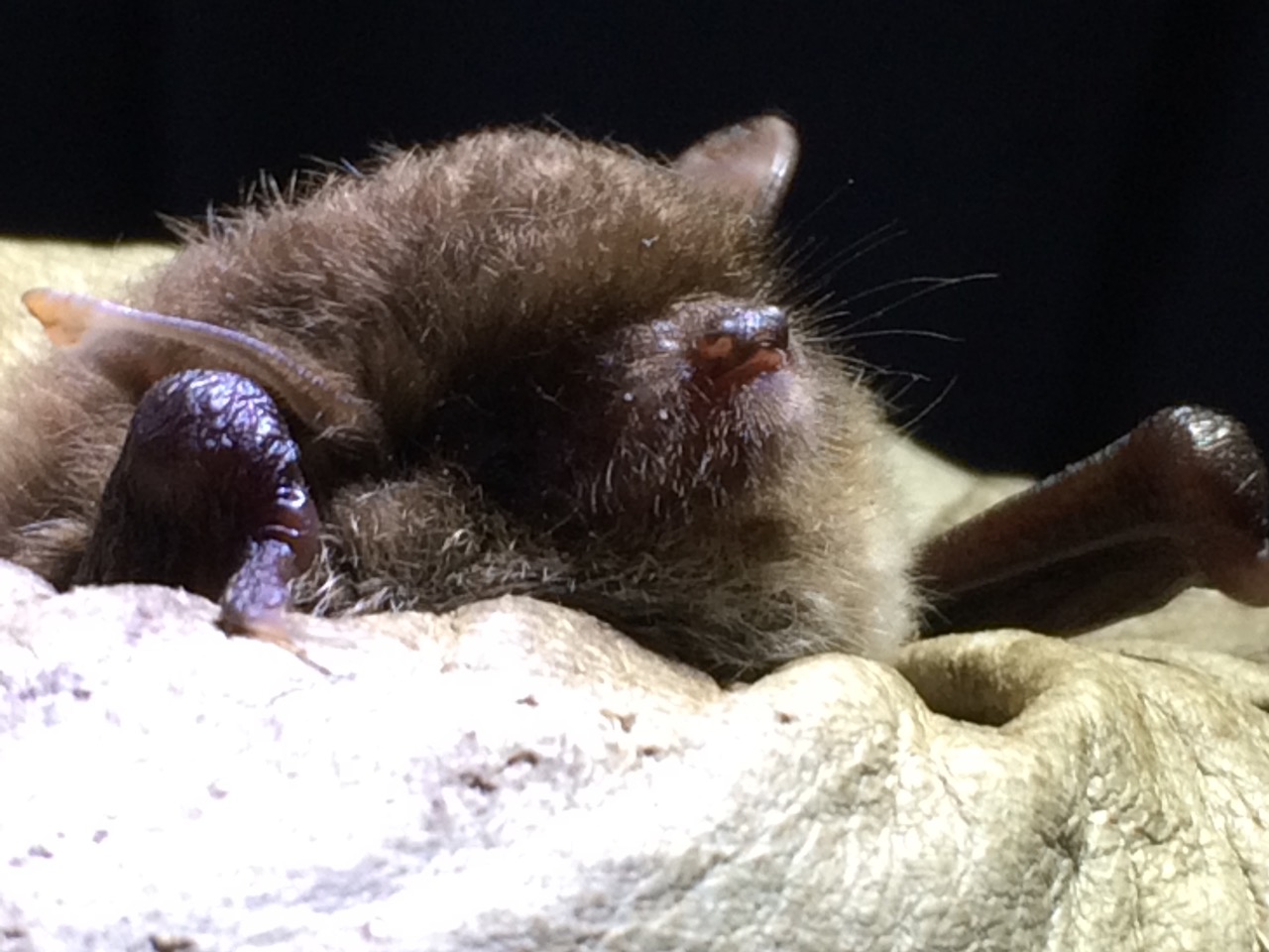 Daubentons_bat_C_Amy_Hall.jpeg
